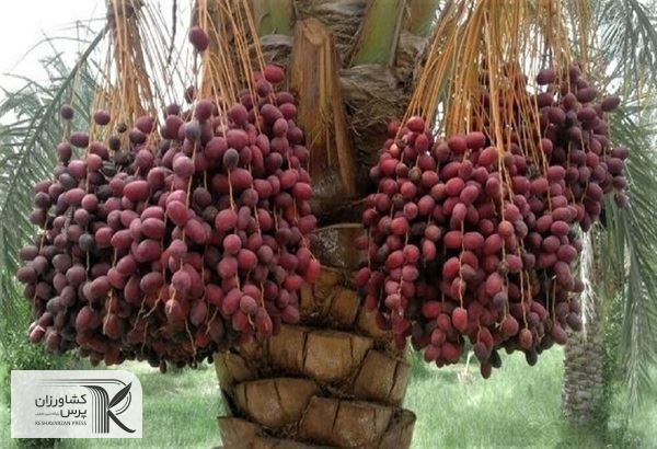 آغاز مبارزه شیمیایی با آفت‌ های کلیدیِ خرما در ۴۸۰ هکتار از نخلستان‌های شهرستان