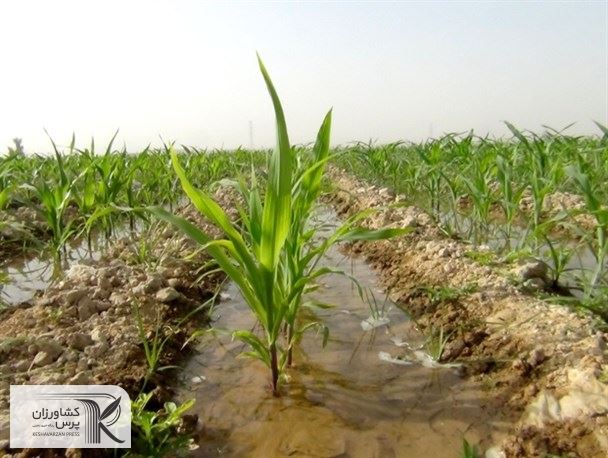 باید یا بذرها را هیبرید کنیم یا به دنبال بذرهای مقام باشیم 