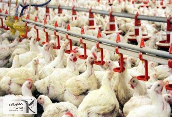  بعد از اصلاح نظام یارانه‌ای قیمت مرغ 2.5 برابر افزایش پیدا کرد
