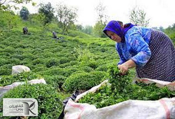  دلال محور بودن بازار محصولات کشاورزی از مشکلات عمده ماست