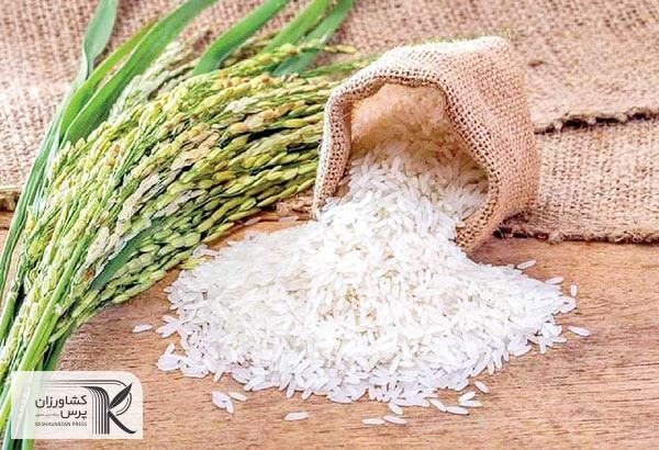 یک شرکت دانش بنیان توانسته است، اصالت ۲۰۰ نمونه برنج را مورد ارزیابی قرار دهد 