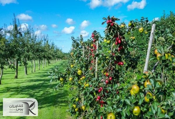 ۱۰ هزار میلیارد تومان اعتبار برای جبران خسارت‌های سرمازدگی در نظر گرفته شده