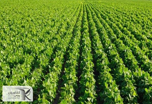  دانش بنیان کردن برای داشتن تولید اقتصادی ضرروری است/توسعه کشت فراسرزمینی را در دستور کار داریم