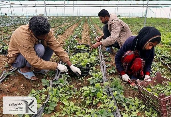 عبور از کشاورزی تولیدمحور به سمت کشاورزی تجاری و بازارمحور، ضروری است