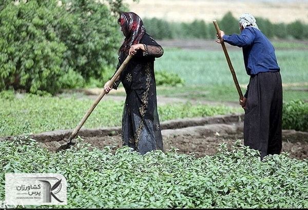 صرفه جویی در مصرف آب با کشت محصولات زراعی به شیوه زیر پلاستیکی