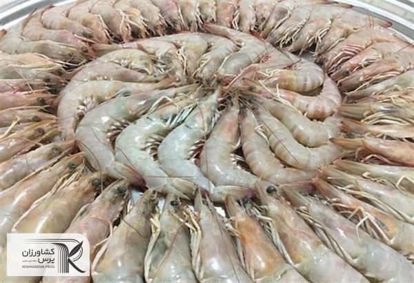 جریمه صیدغیرقانونی میگو بازداندگی لازم را ندارد