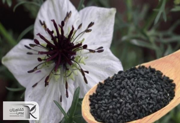 از واردات سیاه‌دانه ممانعت می‌کنیم / خودکفایی در تولید سیاه‌دانه در کشور