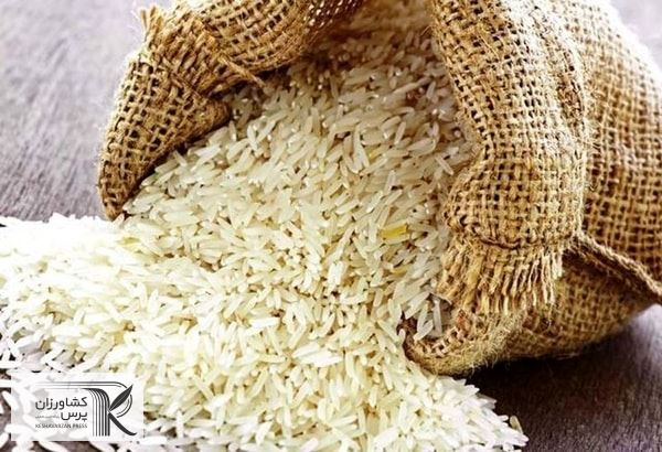 دولت کمتر دخالت کند قیمت برنج منطقی تر تعیین می شود