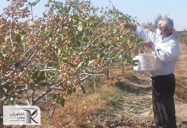 کشت تک محصولی یکی از مشکلات کشاورزی شهرستان مه ولات است