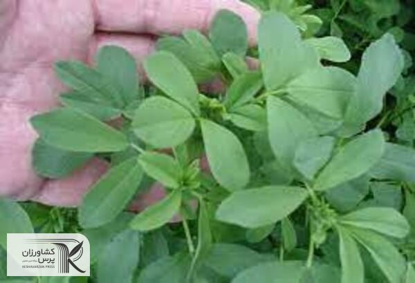 واردکنندگان اصرار داشتند که یونجه از روسیه بدون تیمار شدن وارد کشور شود