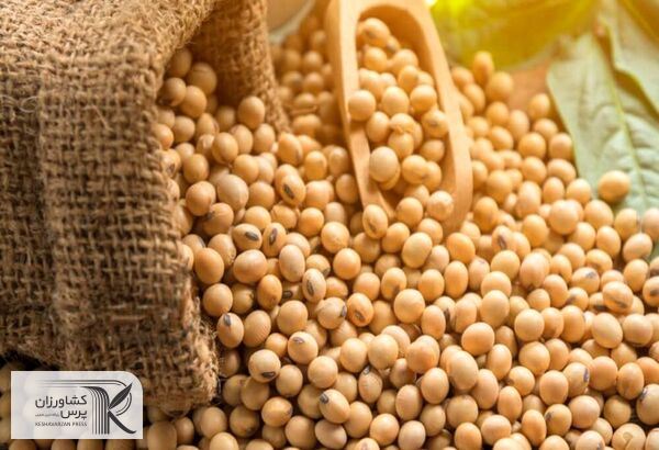 برای هر هکتار کشت سویا 60 میلیون ریال بلاعوض به کشاورزان پرداخت می‌شود