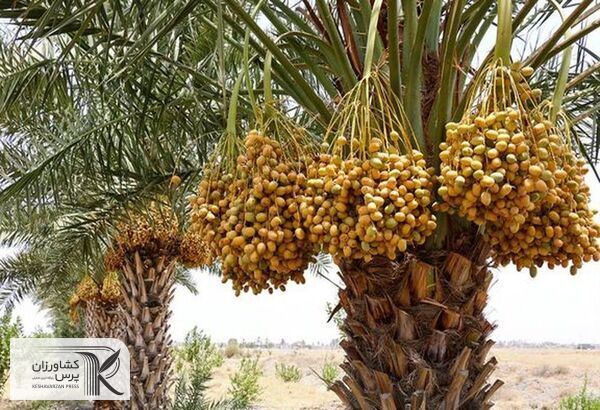 کشت خرما در استان زمینه اشتغال افزون‌بر ۴۰ هزار نفر را فراهم کرده