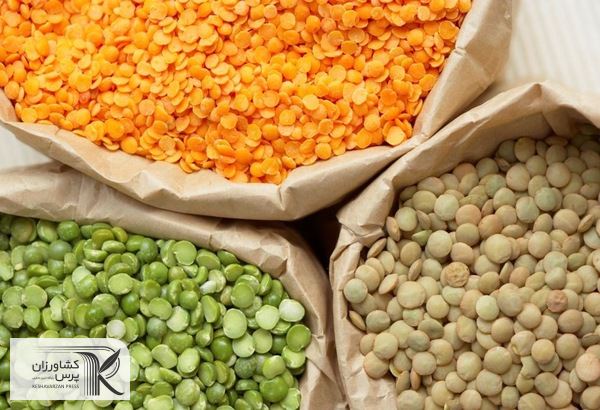 قیمت جهانی عدس در عرض یک سال دو برابر شده است 