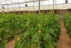  کشت گلخانه ای، راهکار اصلی نجات کشاورزی ایران است