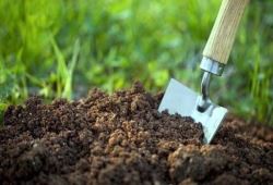 ۴۲ هزار هکتار تحت هجوم آفت برگ‌خوار درختان بلوط قرار گرفته‌اند