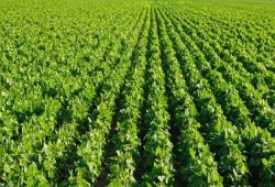  دانش بنیان کردن برای داشتن تولید اقتصادی ضرروری است/توسعه کشت فراسرزمینی را در دستور کار داریم