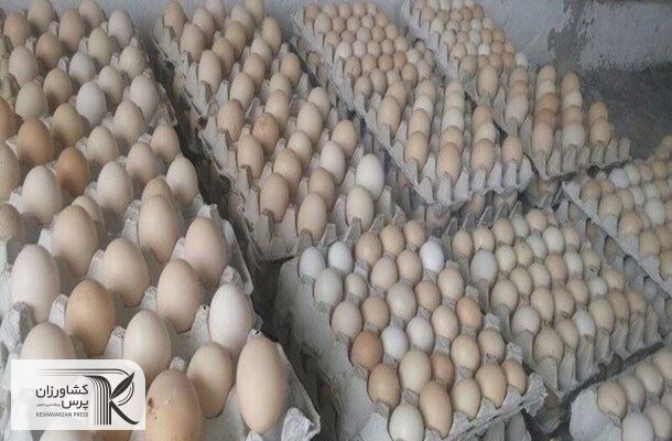 2 عامل مؤثر در افزایش قیمت تخم‌مرغ‌