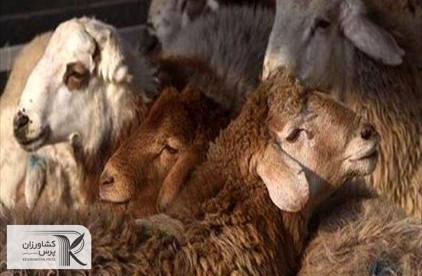 فشار اتحادیه‌ها به وزرات جهاد برای دریافت مجوز صادرات دام