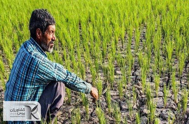 طرح الگوی کشت تا پایان سال تدوین می شود