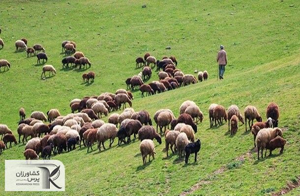  بررسی ابعاد صادرات دام/ ضرورت خروج دام مازاد از مراتع جهت حفظ منابع طبیعی‌ 
