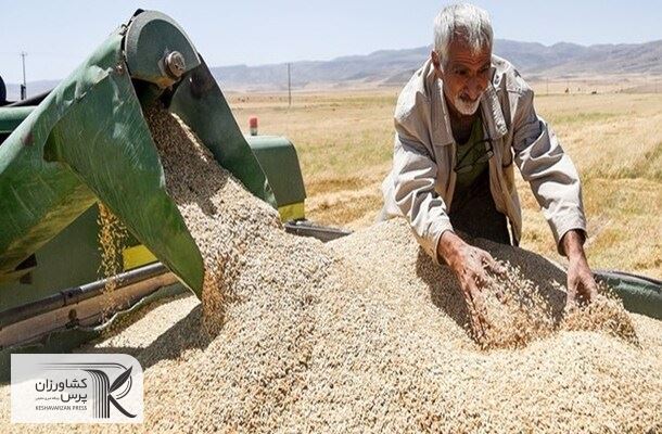 معوقات گندم‌کاران ظرف روزهای آینده پرداخت می‌شود