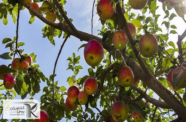 رتبه اول تا هشتم تولید 31 محصول باغبانی جهان در اختیار ایران‌