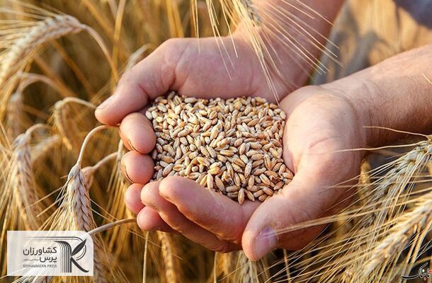 خرید تضمینی گندم در ۱۲ استان بیش از ۱۰۰ درصد افزایش یافت