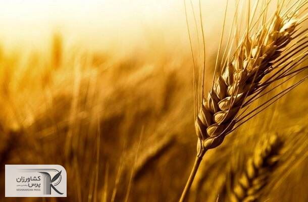 واردات گندم از سوی بخش خصوصی هم انجام می شود