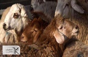 فشار اتحادیه‌ها به وزرات جهاد برای دریافت مجوز صادرات دام