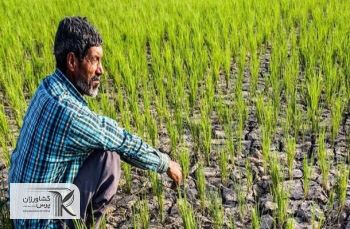 طرح الگوی کشت تا پایان سال تدوین می شود