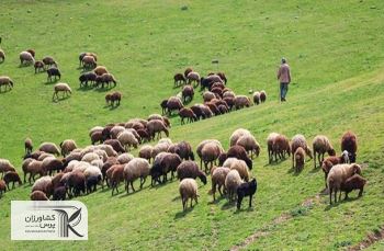  بررسی ابعاد صادرات دام/ ضرورت خروج دام مازاد از مراتع جهت حفظ منابع طبیعی‌ 