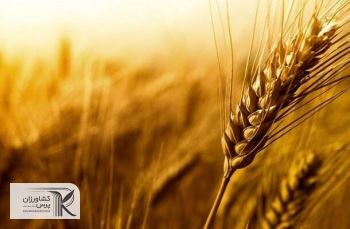 واردات گندم از سوی بخش خصوصی هم انجام می شود