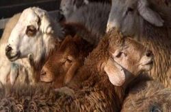 فشار اتحادیه‌ها به وزرات جهاد برای دریافت مجوز صادرات دام