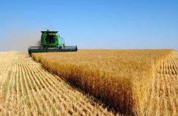 خبرهای خوب از برداشت گندم و غلات در روسیه
