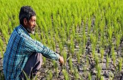 طرح الگوی کشت تا پایان سال تدوین می شود