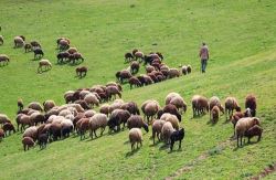  بررسی ابعاد صادرات دام/ ضرورت خروج دام مازاد از مراتع جهت حفظ منابع طبیعی‌ 
