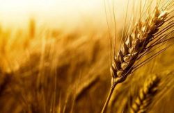 واردات گندم از سوی بخش خصوصی هم انجام می شود