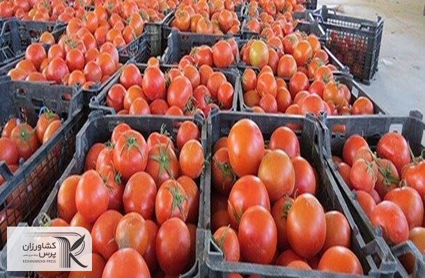 عوارض جدید برای صادرات محصولات جالیزی اعلام شد