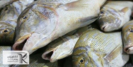 بازار 1.7 میلیارد دلاری شیلات در روسیه و اوکراین/بازارهای همسایه را از دست دادیم