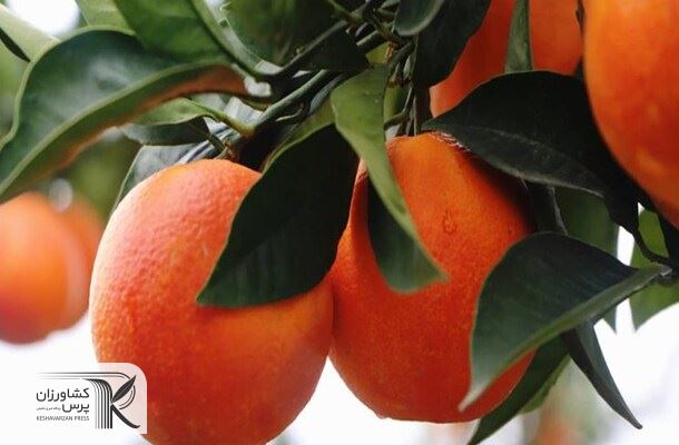 قیمت تضمینی محصولات باغی اعلام شد