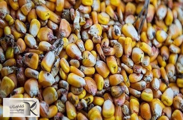 بدترین برداشت ذرت در فرانسه در 30 سال گذشته