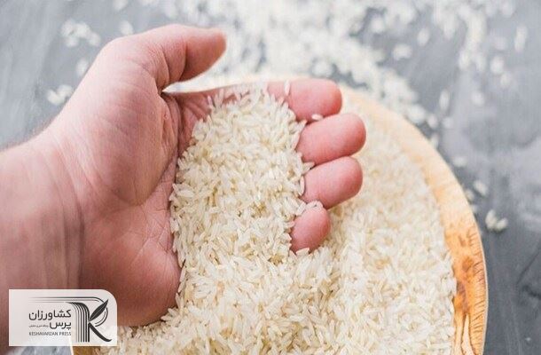 واردات در فصل برداشت قیمت برنج را کاهش نمی دهد