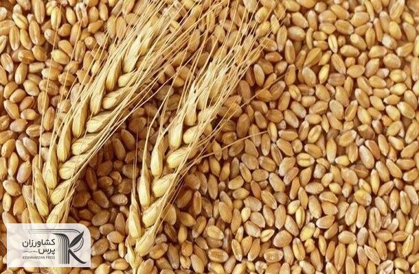 انبارها و سیلوهای کشور مملو از گندم‌ است