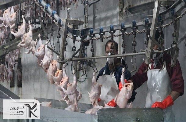 عرضه مرغ با قیمت بالای 60 هزار تومان تخلف است/ ایران هاب صادرات خوراک دام منطقه‌ می‌شود