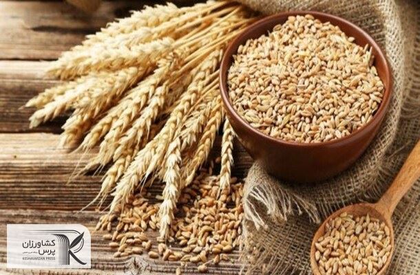 کشت قراردادی گندم گسترش می‌یابد