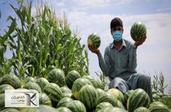 تعرفه نیم درصدی، بازدارنده صادرات محصولات جالیزی نیست