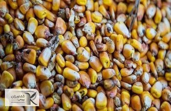بدترین برداشت ذرت در فرانسه در 30 سال گذشته