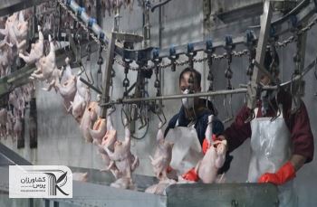 عرضه مرغ با قیمت بالای 60 هزار تومان تخلف است/ ایران هاب صادرات خوراک دام منطقه‌ می‌شود