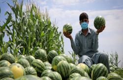 تعرفه نیم درصدی، بازدارنده صادرات محصولات جالیزی نیست