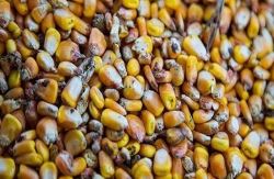 بدترین برداشت ذرت در فرانسه در 30 سال گذشته